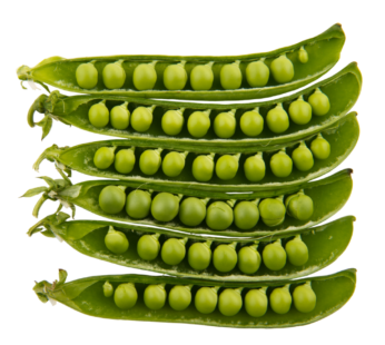Pea