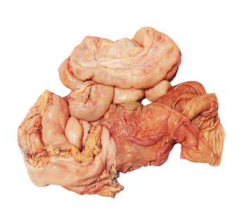Intestine cow