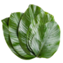 Banana leaves (moimoi leaves)