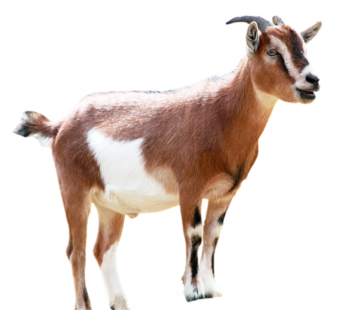 Goat Meat (Full Male)