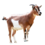 Goat Meat (Full Male)